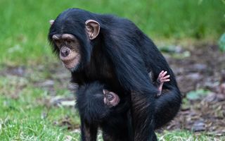Pui de cimpanzeu dintr-o rasă pe cale de dispariție, născut la o grădină zoo din Marea Britanie (FOTO)