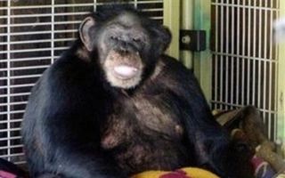 Șocant! O femeie a crescut un pui de cimpanzeu, ca pe propriul ei fiu, apoi acesta a făcut un lucru terifiant