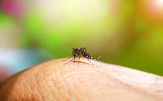 Trucuri împotriva țânțarilor: metode naturiste și neconvenționale de protecție împotriva țânțarilor