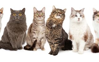 Rase de pisici blânde – Top 8 al celor mai prietenoase