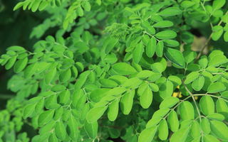 Moringa, arborele-minune: Beneficiile incredibile ale frunzelor sale