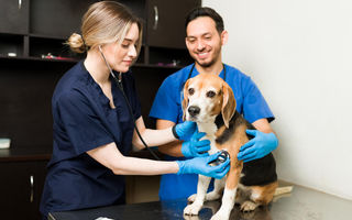 Prima vizită a câinelui la cabinetul veterinar: cum să te pregătești corespunzător