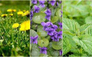 5 plante medicinale care se recoltează în luna aprilie. Iată care sunt și la ce te ajută