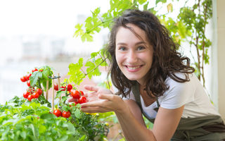 Cum să cultivi roșii pe balcon: mic ghid pentru fermierii de apartament