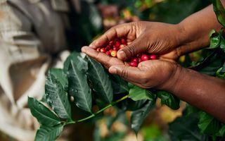 O nouă cercetare oferă primele recomandări privind evaluarea exactă a amprentei de carbon a cultivării cafelei