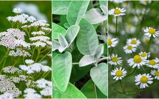 7 plante medicinale care se recoltează în luna mai: o comoară a naturii