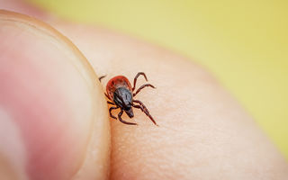 Boala Lyme: tot ce trebuie să știi despre simptome, diagnostic, tratament și prevenție