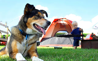 Campinguri pet friendly din România: unde mergi cu cățelul fără griji