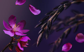 RITUALS transformă ediția limitată bestseller THE RITUAL OF YOZAKURA într-o colecție permanentă