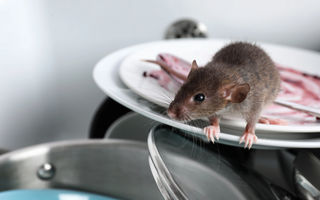 Ce boli poți lua de la șobolani: riscuri reale pentru sănătatea umană și cum să te protejezi