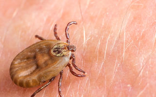 Boala Lyme: boala cu o mie de fețe transmisă de căpușă