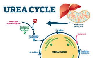 Uree crescută: ce semnalează și când devine periculoasă