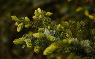 Ceaiul de muguri de brad: remediul natural care îți curăță plămânii, îți liniștește tusea și îți întărește imunitatea