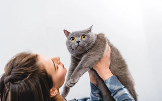 Ce boli poți lua de la pisică și când ar trebui să te îngrijorezi