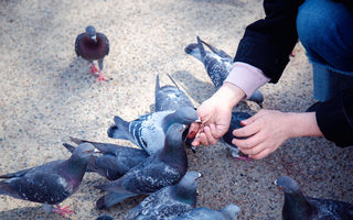 Ce boli transmit porumbeii? Adevărul despre riscurile pentru sănătate