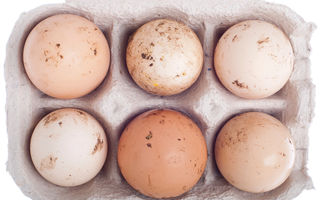 Colibaciloza: Ce este, cum se manifestă și cum o putem preveni?