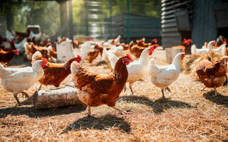 Psitacoza (ornitoza): boala rară transmisă de păsări care poate afecta grav oamenii