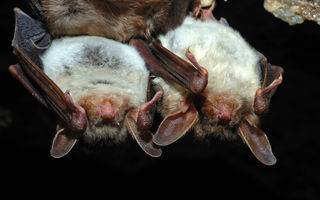 Histoplasmoza – infecția fungică ascunsă care poate afecta grav sănătatea