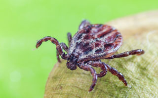 Primele semne că ai luat o boală de la căpușă: Ce trebuie să urmărești