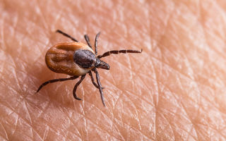 Ce să faci concret în primele 48 de ore după o mușcătură de căpușă