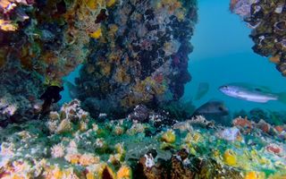 Noi imagini cu reciful din Dubai dezvăluie o viață marină înfloritoare și o creștere a ecosistemului în apele Dubaiului
