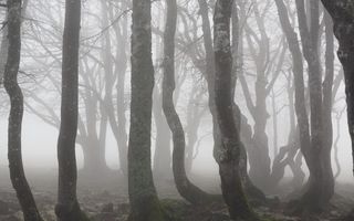 Hoia-Baciu – pădurea considerată „cea mai bântuită din lume”