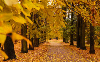 Horoscop 26 septembrie: Leul primește azi confirmări și ocazii de strălucire