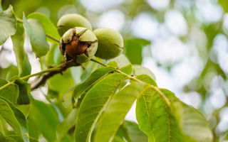 Cum să închizi părul la culoare cu metode naturale: soluții simple și eficiente