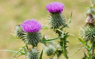 Armurariu: beneficiile plantei care sprijină sănătatea ficatului și nu numai