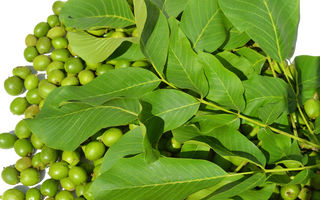 Tratamente naturiste cu frunze de nuc: remedii tradiționale pentru sănătate și frumusețe