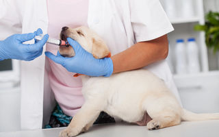 Cât de des se face deparazitarea la câini: ghid complet pentru stăpânii responsabili