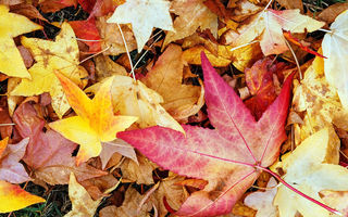 Horoscopul de weekend: Zodiile care își găsesc liniștea și claritatea