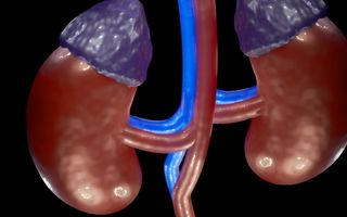 Semnele tăcute ale insuficienței renale