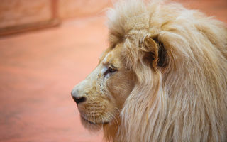 Câtă stimă de sine ai, în funcție de zodia ta