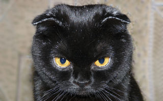 Ce înseamnă când pisica ta te privește insistent în ochi