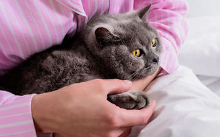 De ce pisicile dorm pe tine și nu lângă tine