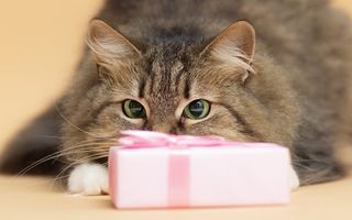 7 idei de cadouri cu care nu dai greș de Moș