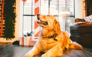 Cele mai inteligente animale de companie: ne surprind prin inteligență și adaptabilitate