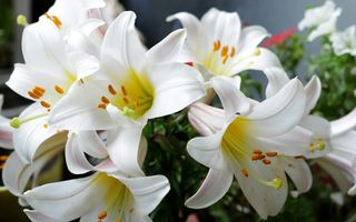 Crinii – bijuteriile grădinii tale: cum să aduci eleganță și parfum în fiecare colț verde