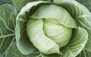 Beneficiile verzei murate – de ce este unul dintre cele mai sănătoase alimente tradiționale