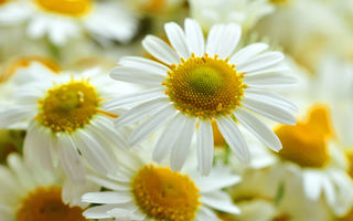 Ceaiuri pentru cistită. Remedii naturale care pot calma inflamația și susține vindecarea