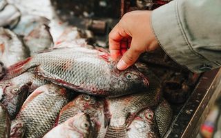 Când este dezlegare la pește în Postul Paștelui 2026: zilele în care poți consuma pește