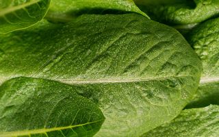 Beneficiile șteviei: de ce este bine să o consumi primăvara