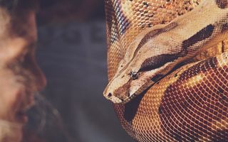 Ce înseamnă când visezi șarpe mare: semnificații și interpretări psihologice