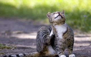 Soluții naturale pentru purici. Cum îi poți combate fără insecticide agresive