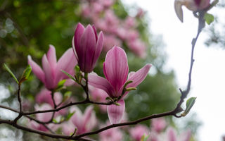 Cum se înmulțește magnolia. Metode simple pentru a obține noi plante