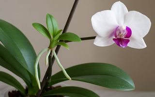Cum se înmulțește orhideea. Metode simple pentru a obține plante noi acasă
