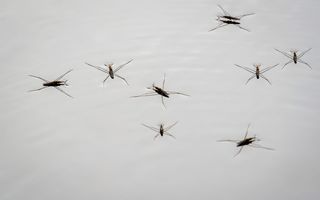 Cum scapi de țânțari natural. Metode simple care îi țin la distanță din casă și din curte