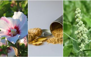 Plante medicinale care scad tensiunea arterială. Ce remedii pot ajuta și când devin periculoase