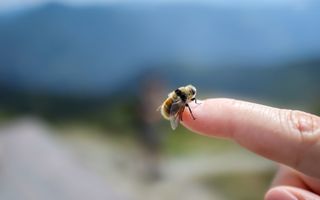 Alergia la înțepăturile de insecte: simptomele care pot anunța anafilaxia și când trebuie să suni la 112